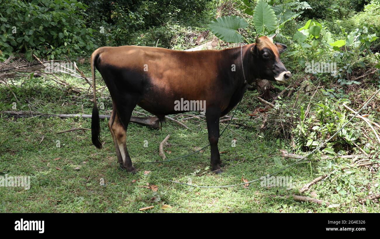 A tied up domestic brown and black color male bull standing and looking away Stock Photo
