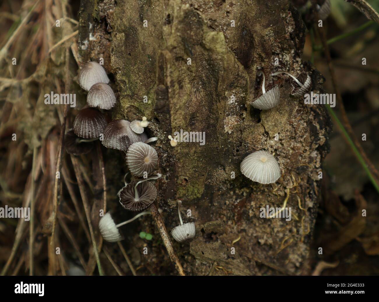 Close up of several tiny hood mushrooms on a dead plant stem that is turning to soil Stock Photo