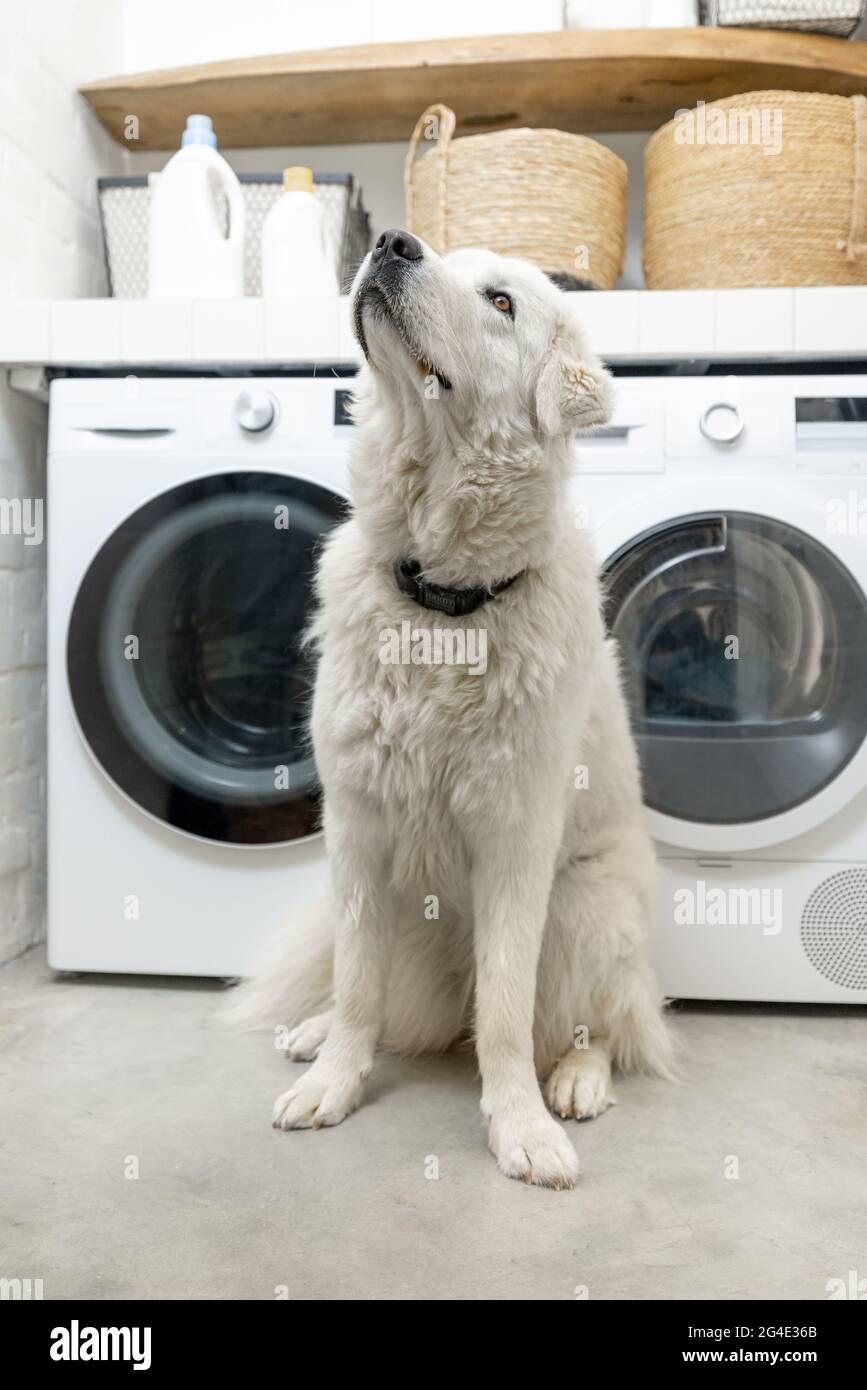 Dog in the laundry room Stock Photo Alamy