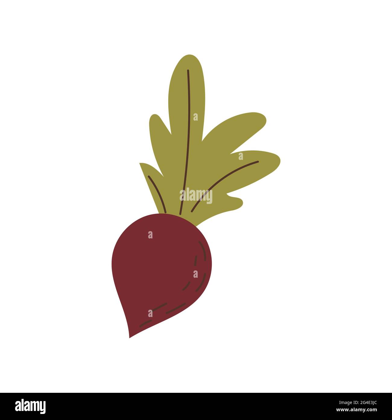 A ripe beetroot with green leaves isolated Stock Vector