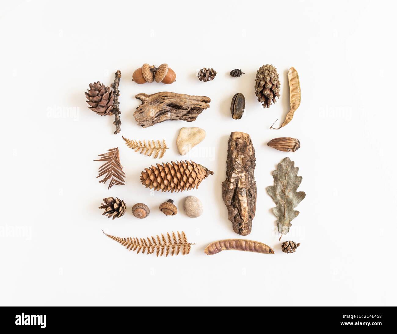 Flat lay autumn composition. Knolling made of various fall forest materials. Top view, copy space Stock Photo