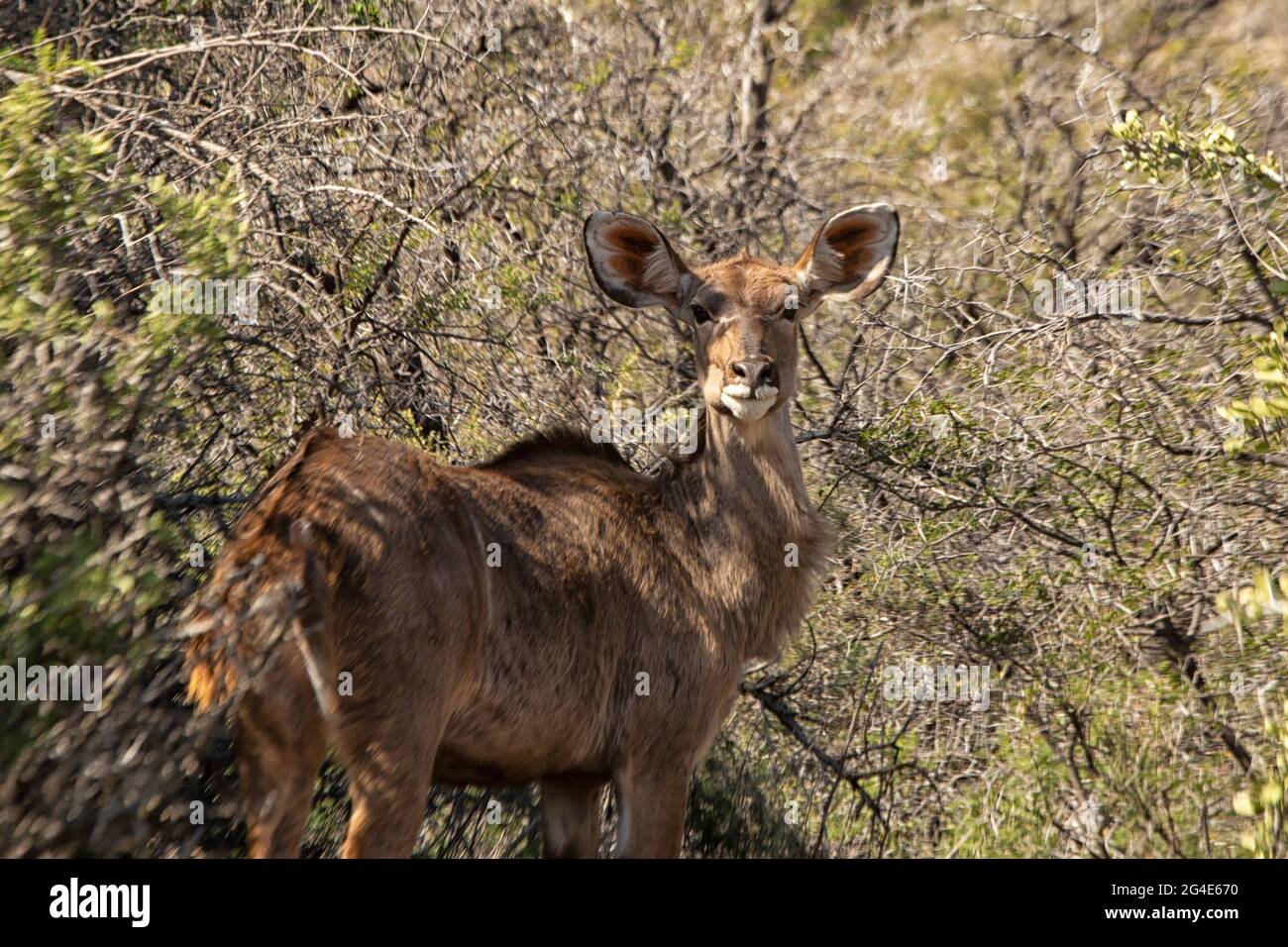 Greater Kudu (Tragelaphus strepsiceros), Western Cape, South Africa Stock Photo