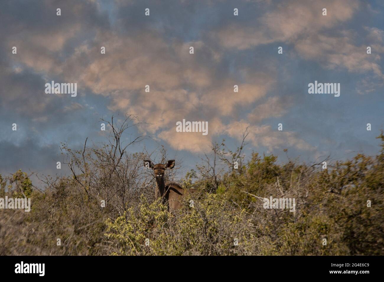 Greater Kudu (Tragelaphus strepsiceros), Western Cape, South Africa Stock Photo
