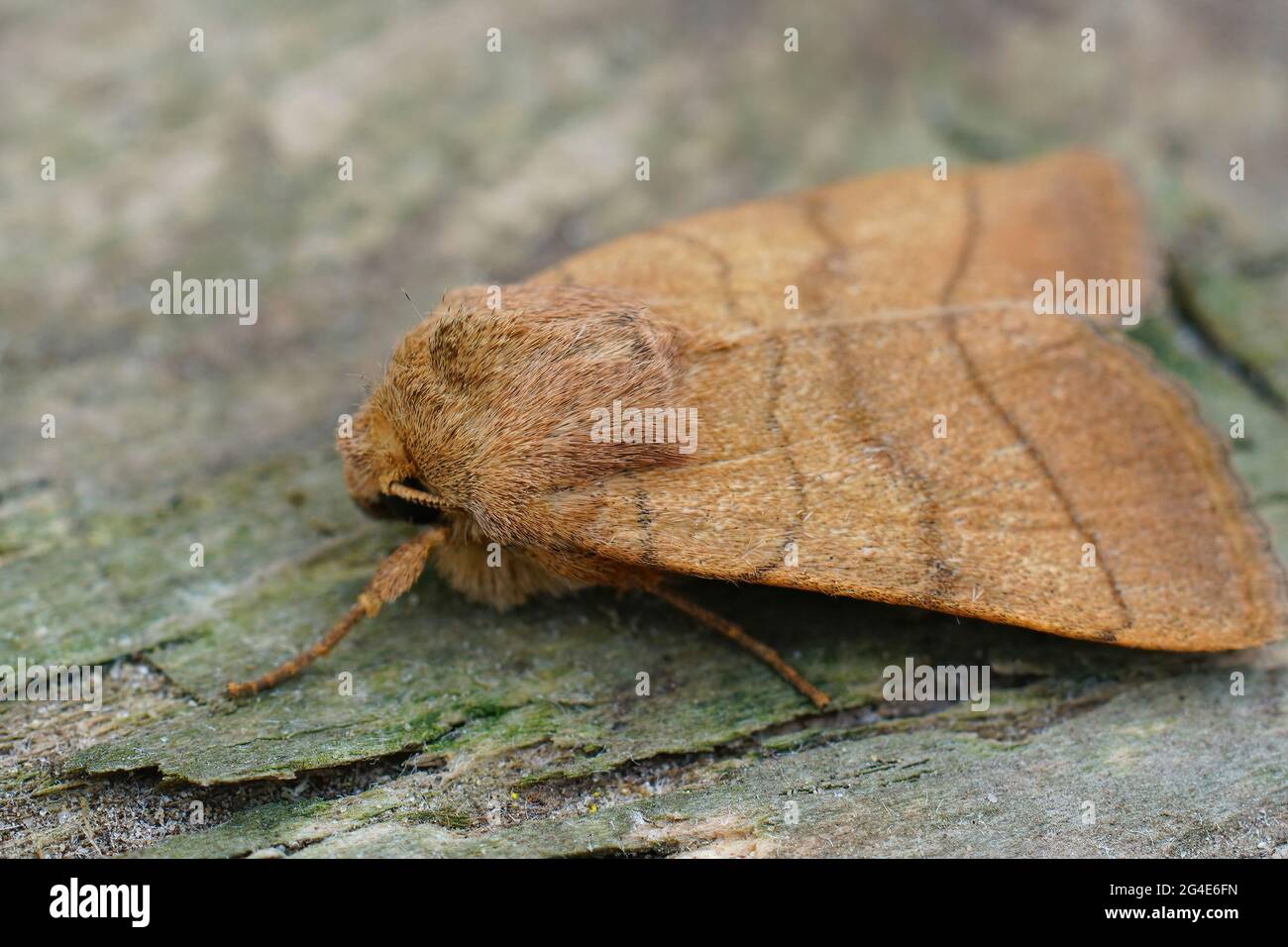 Closeup shot of a treble lines moth on the surface of a wood Stock Photo