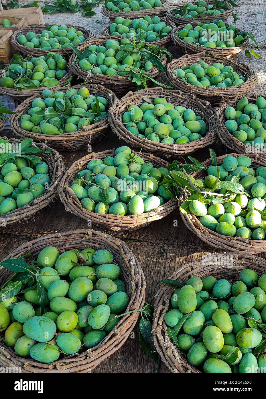 best mangoes in the word are from south punjab and sindh in pakistan A