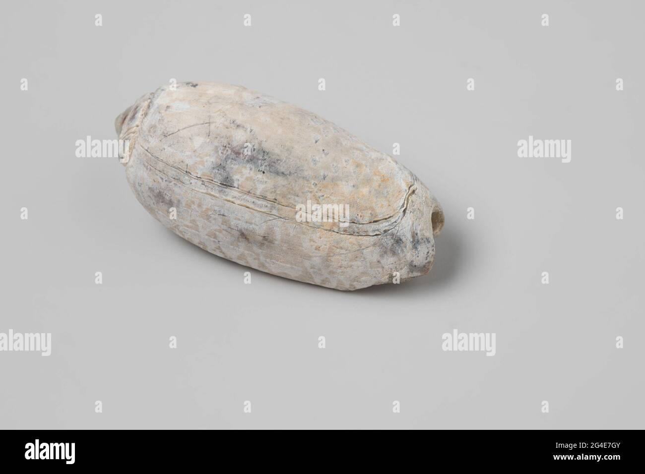 Oliva elegans from v.O.c.-ship the 'white lion'. Shell from v.o.c.-ship the 'white lion'. Stock Photo