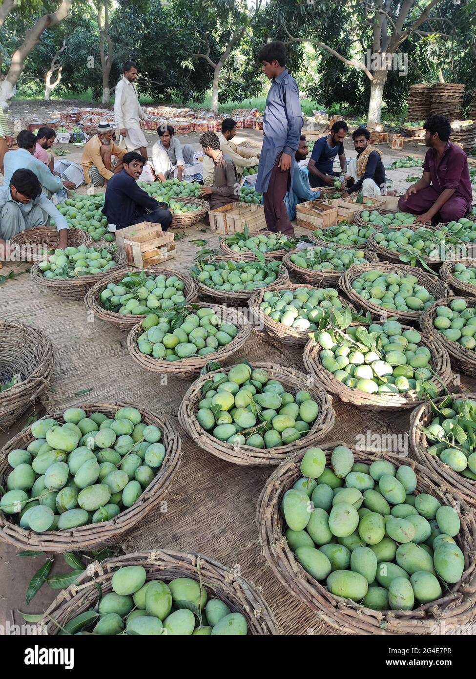 best mangoes in the word are from south punjab and sindh in pakistan A ...