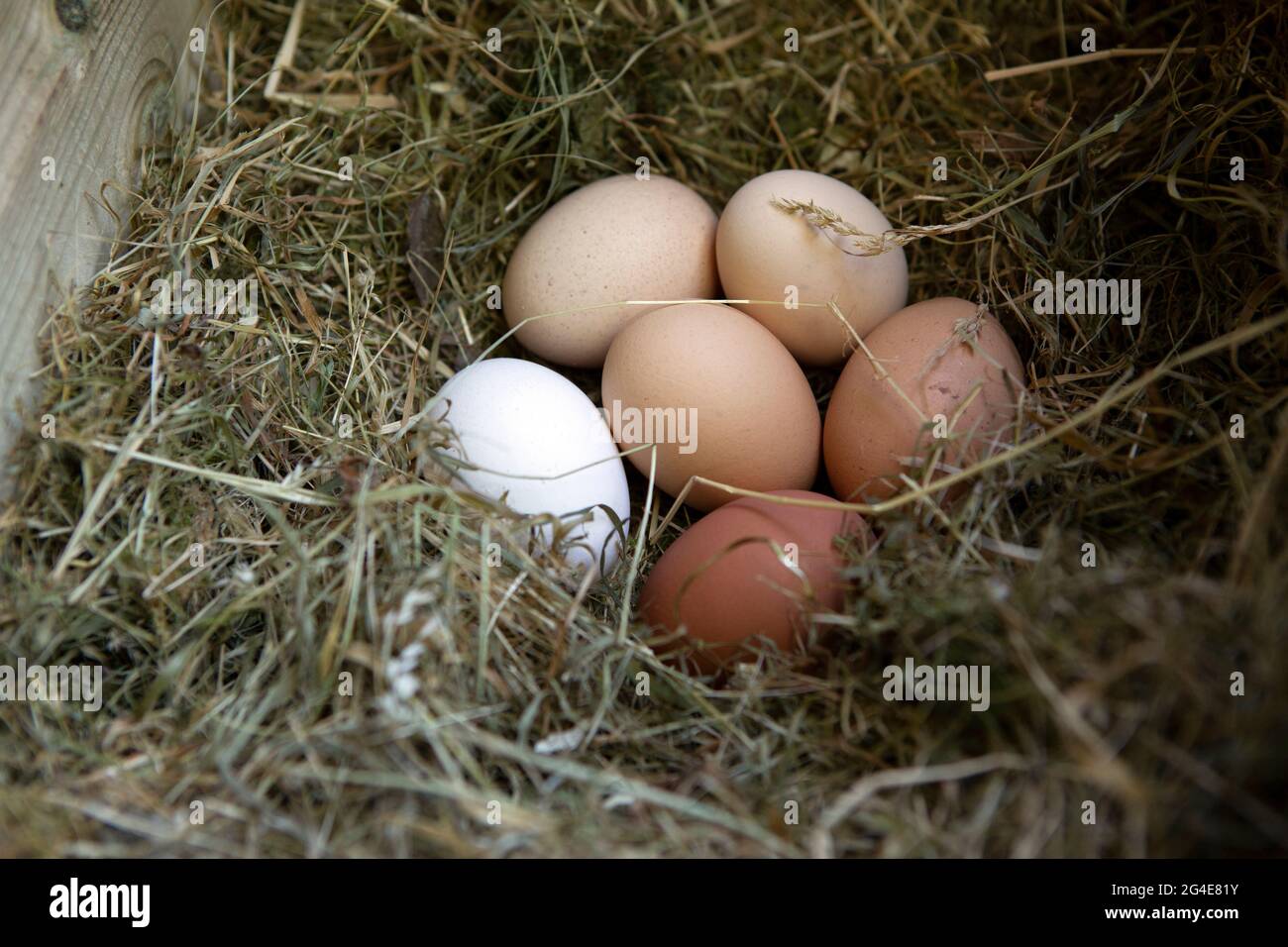 Freshly laid eggs in the chicken pen Stock Photo Alamy