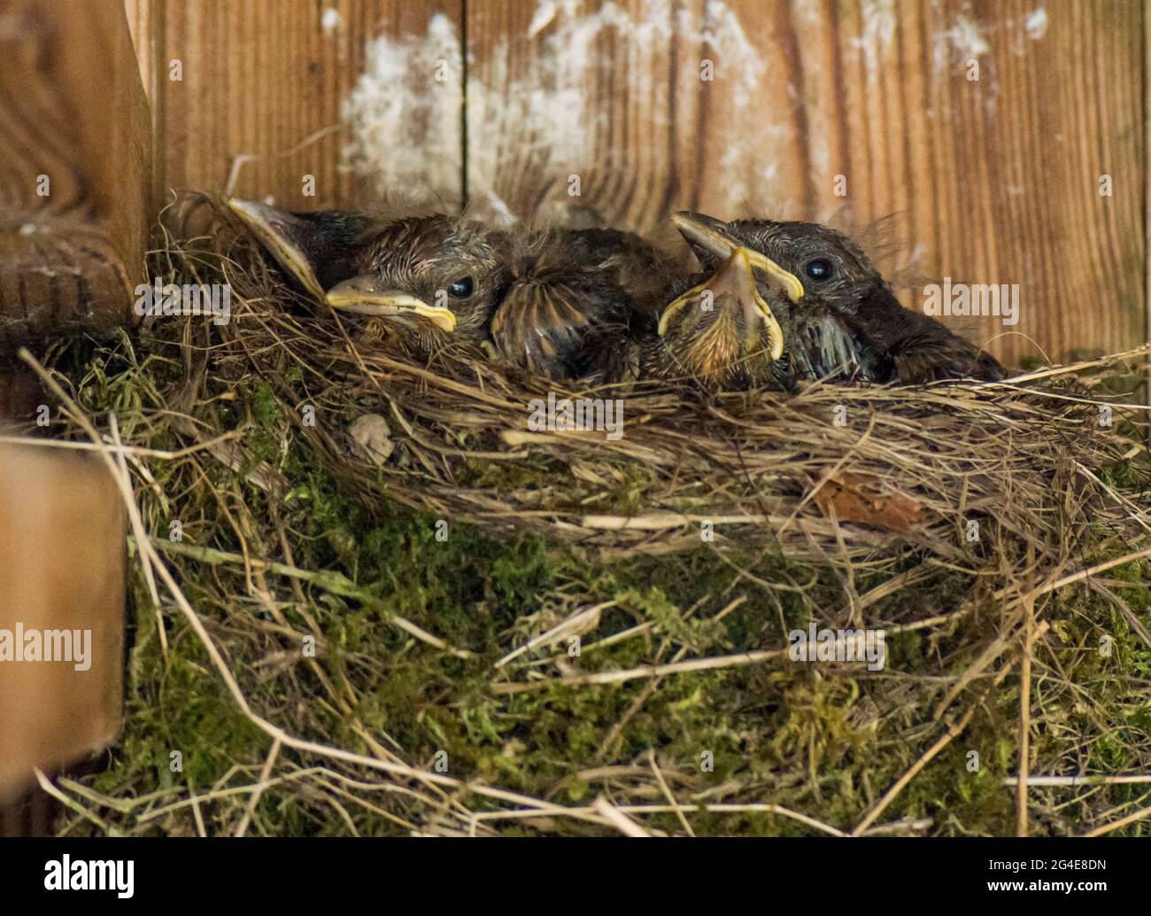 Blackbird (Turdus merula) chicks in a mossy nest in a stable in England, UK in June. Stock Photo