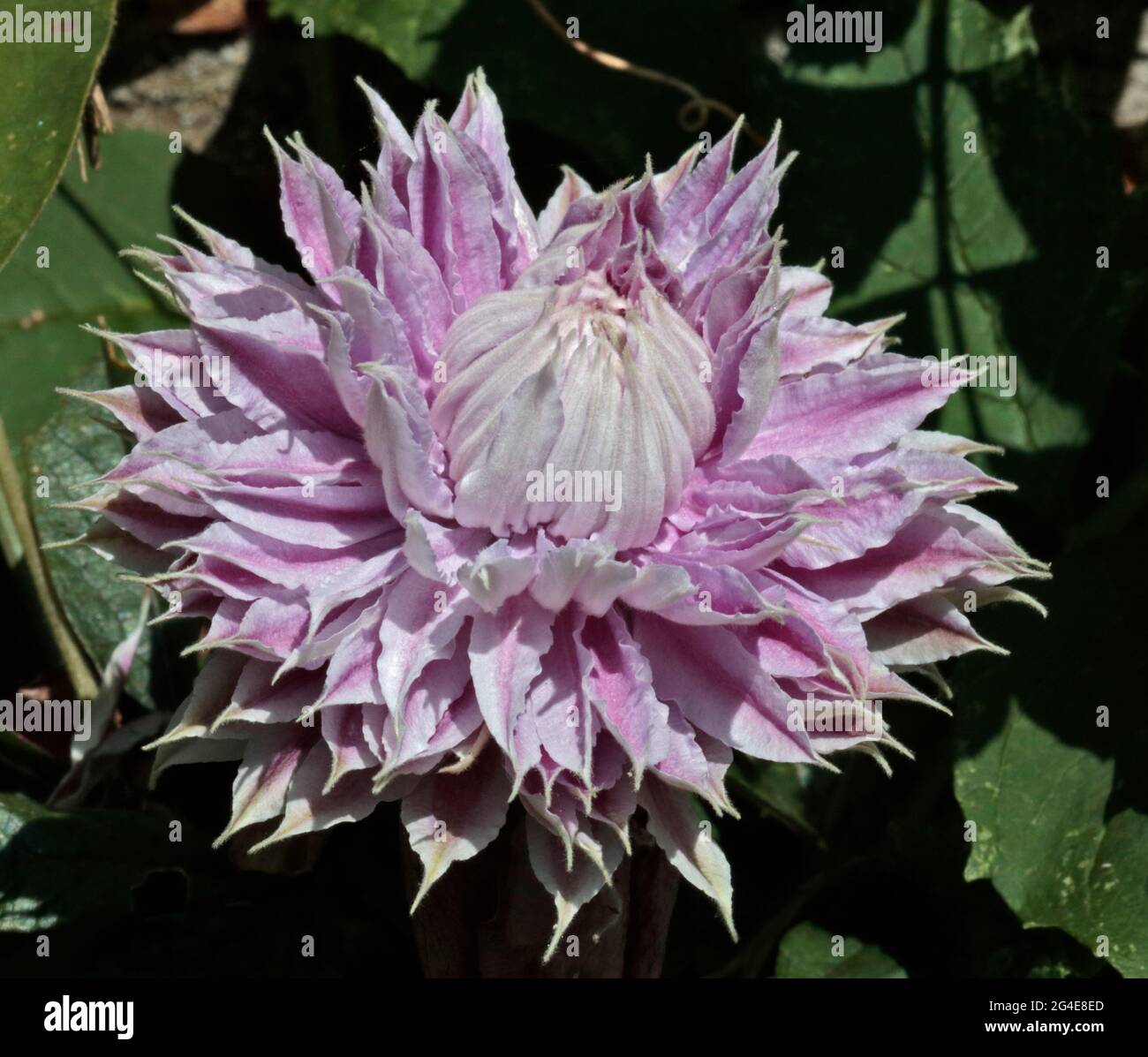 Clematis Josephine Stock Photo