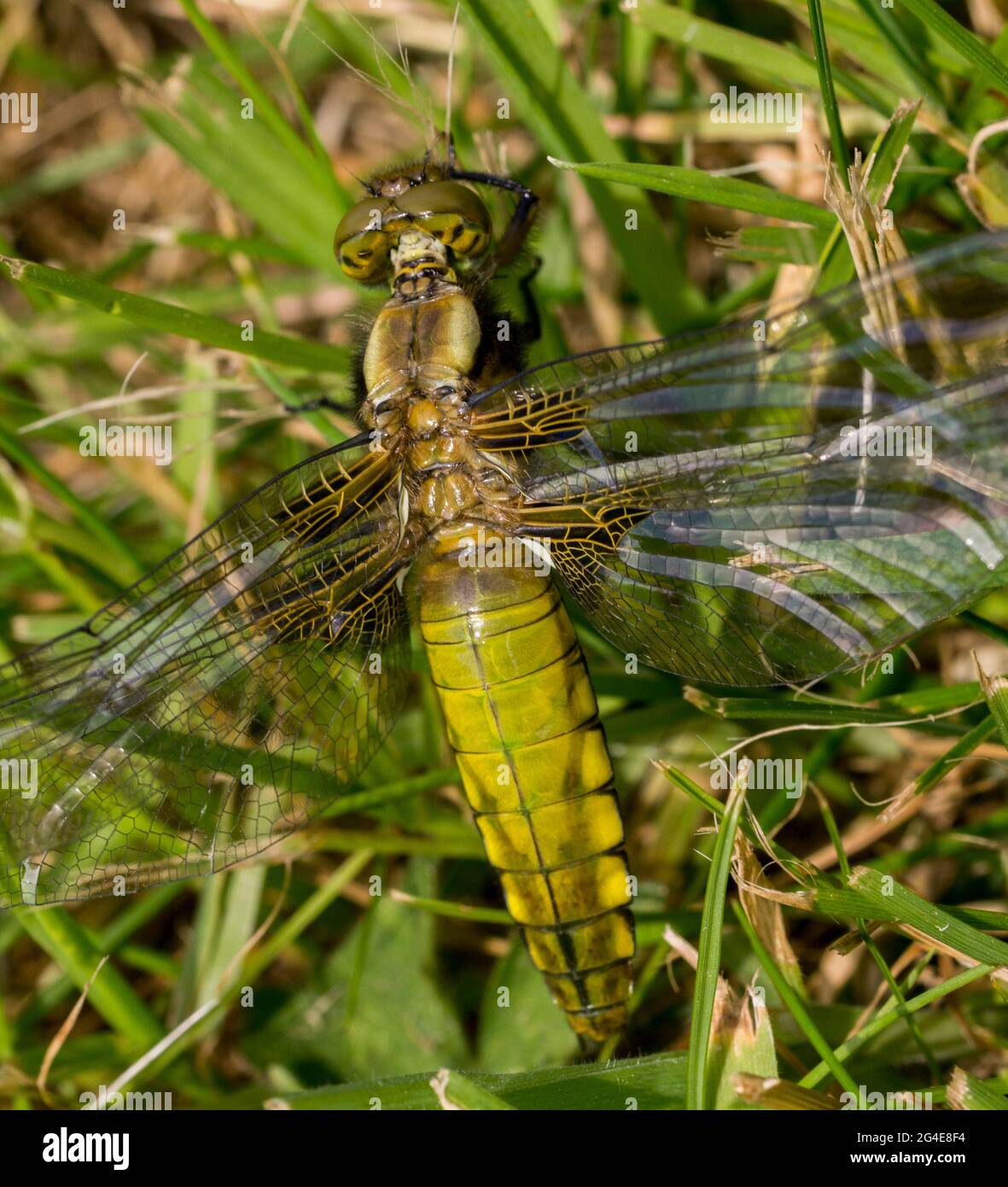 A close up / macro view of a female broad bodied chaser dragonfly in England, UK in June. Stock Photo