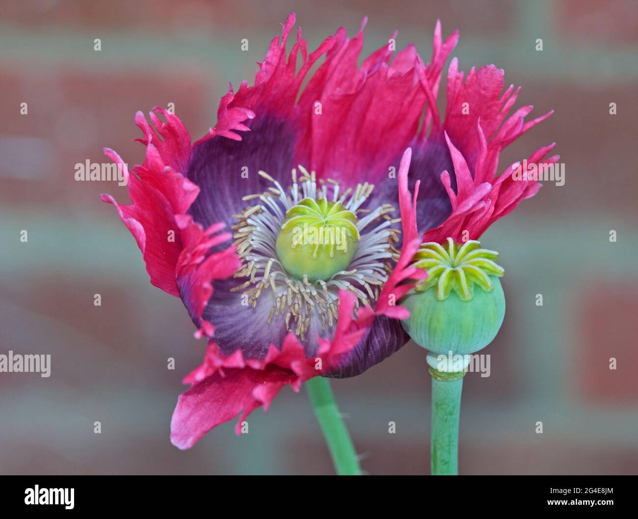 Papaver somniferum pink opium poppy hi-res stock photography and images ...