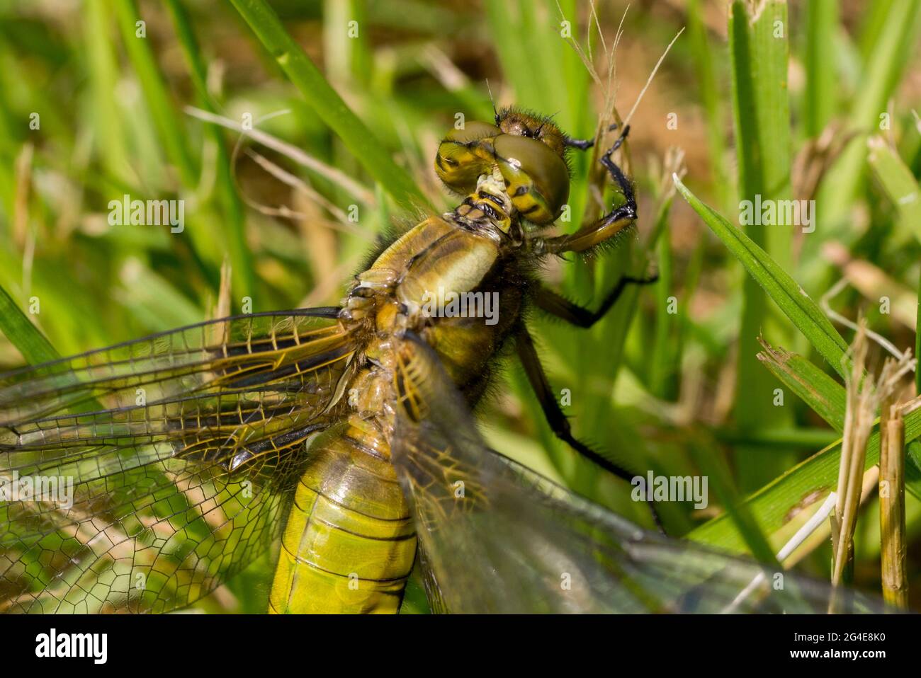 A close up / macro view of a female broad bodied chaser dragonfly in England, UK in June. Stock Photo