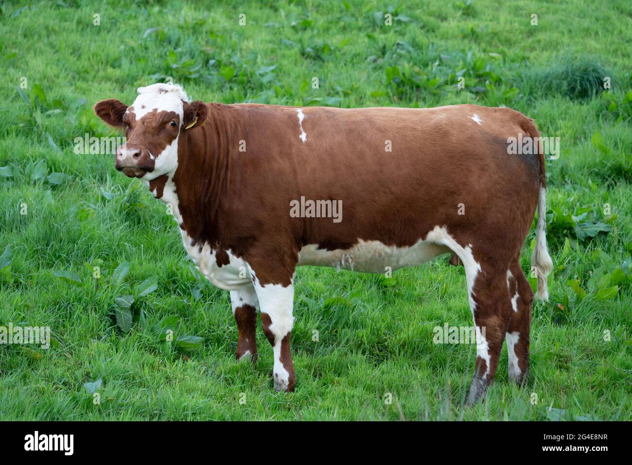 Ayrshire cow in the field, Ireland Stock Photo