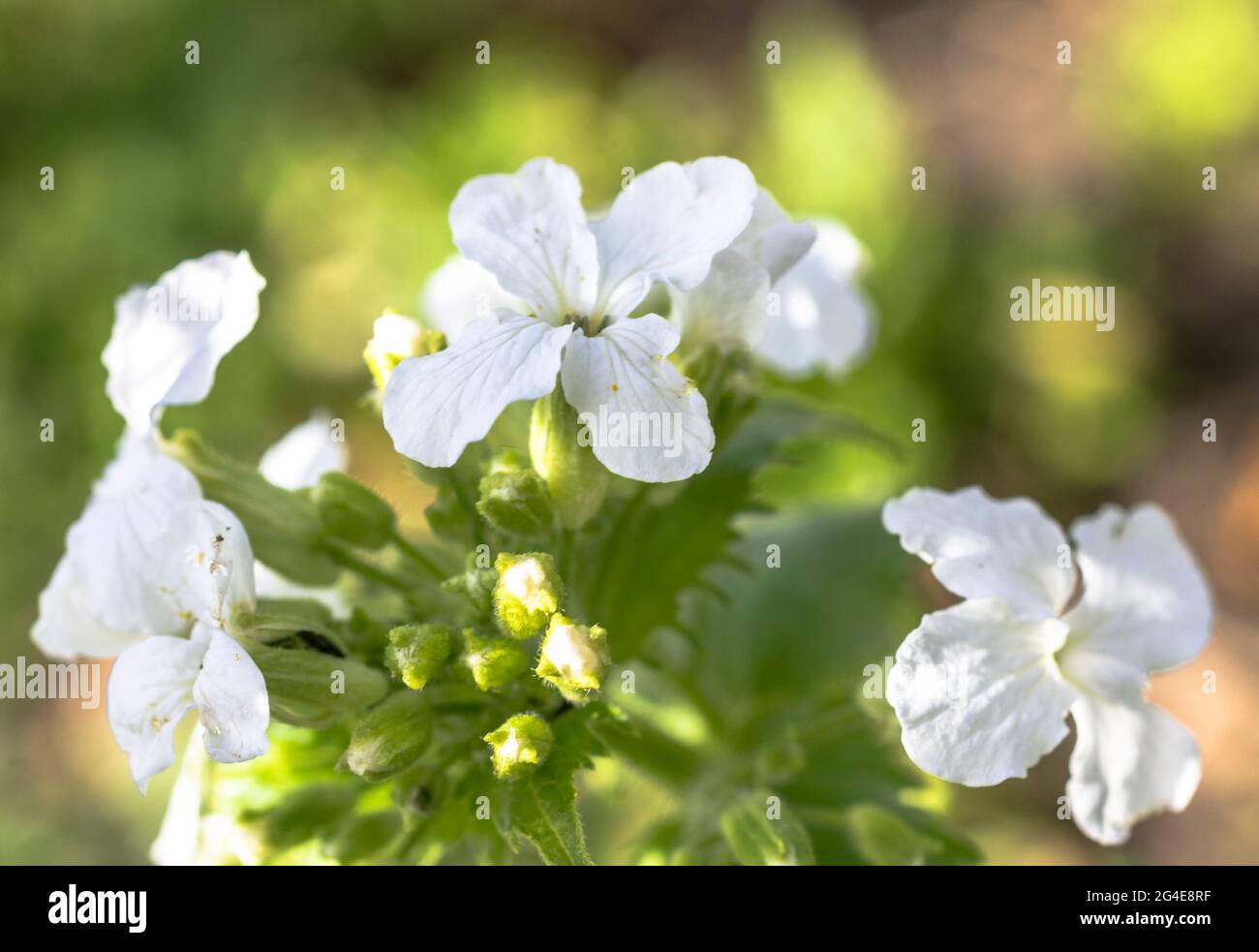 White Honesty (Lunaria annua) flowers in a garden in England, UK, in April. Stock Photo