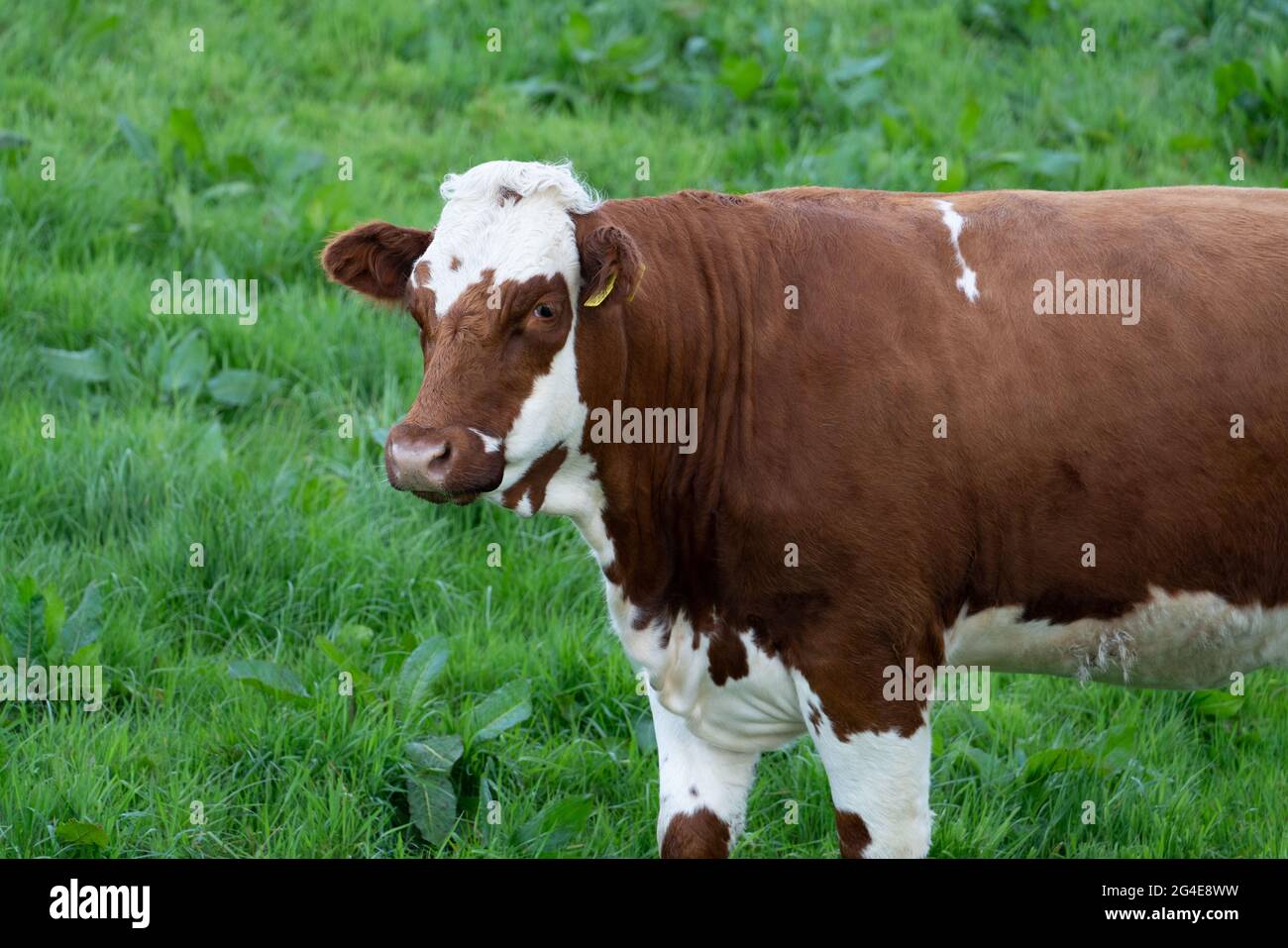 Ayrshire cow in the field, Ireland Stock Photo