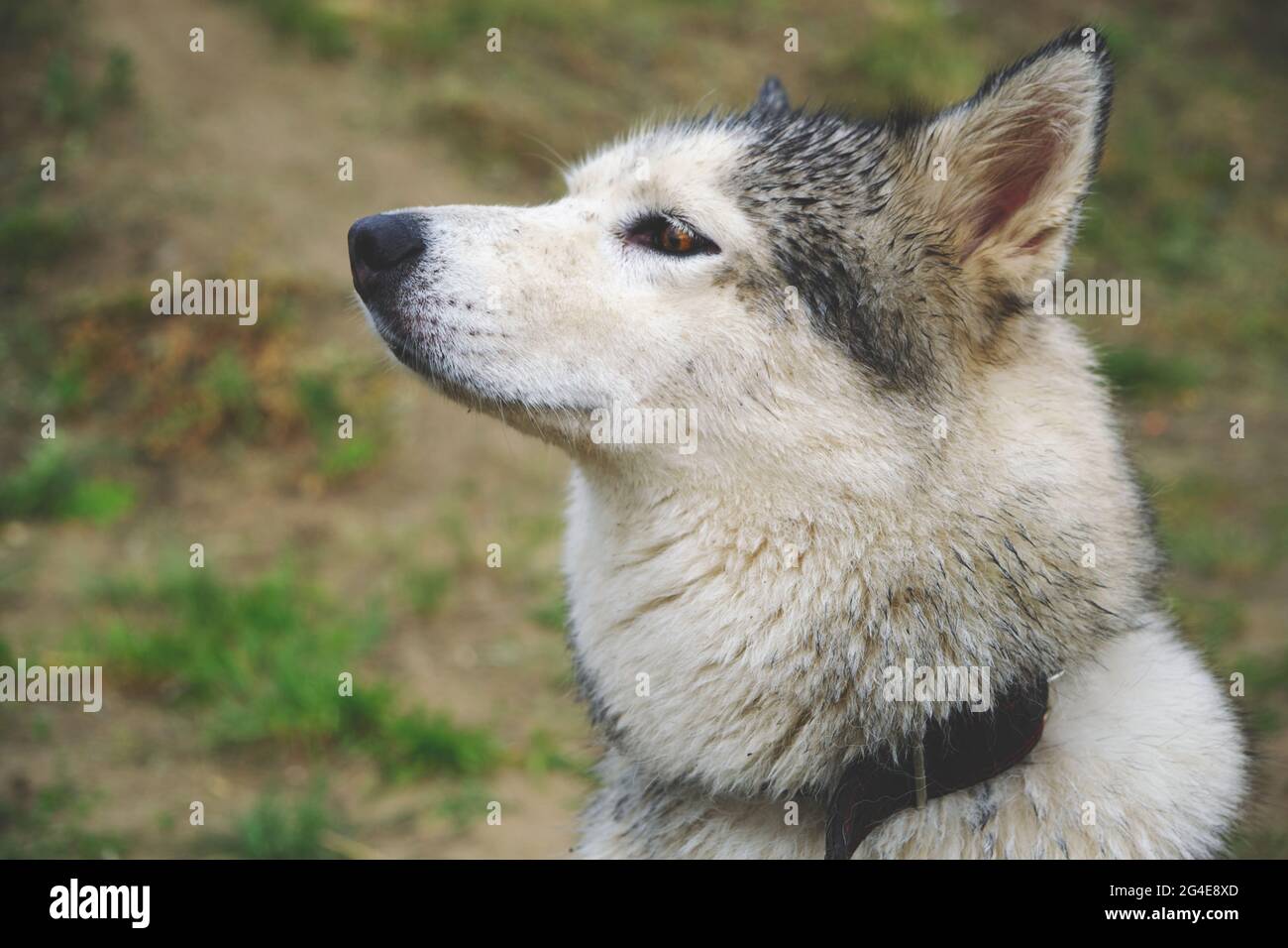 Husky dog pricked up his ears and sniffed air Stock Photo