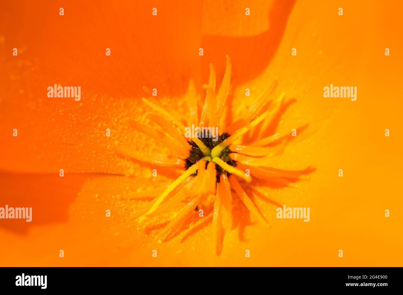 A close-up / macro view of a bright orange Californian poppy (Eschscholzia californica 'Orange King' in a garden in England, UK in May. Stock Photo