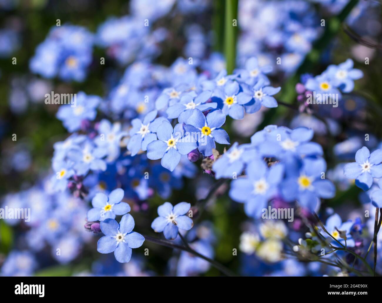 A cluster of Forget-me-nots (Myosotis sylvatica 'Indigo') in a garden in England, UK in May. Stock Photo