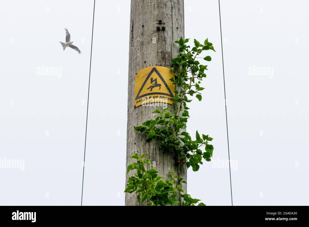 Danger of Death sign in yellow and black on a wooden telegraph pole with a hovering kite high above in a bland flat sky Stock Photo