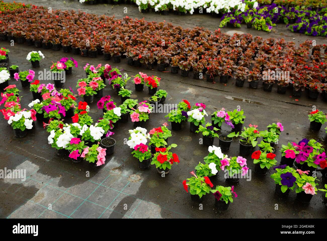 Various herb plants sale hi-res stock photography and images - Alamy