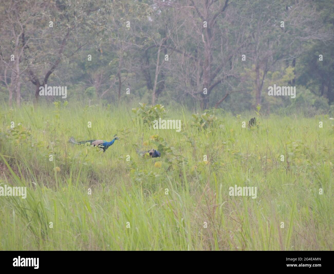 Beautiful peacocks in Manas National Park in Assam, India Stock Photo