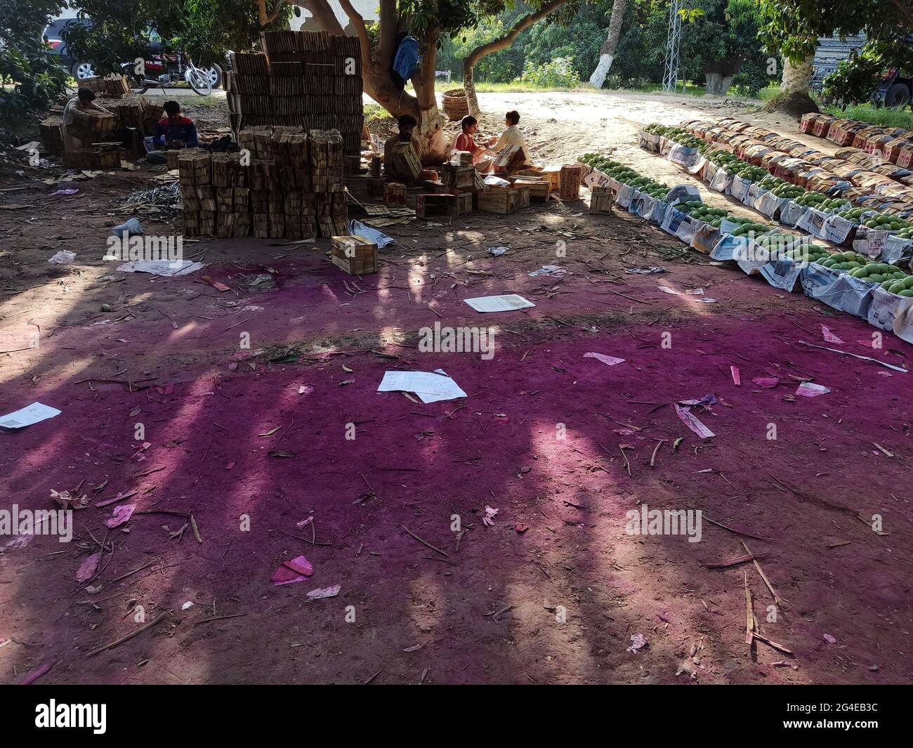 best mangoes in the word are from south punjab and sindh in pakistan A mango is an edible stone