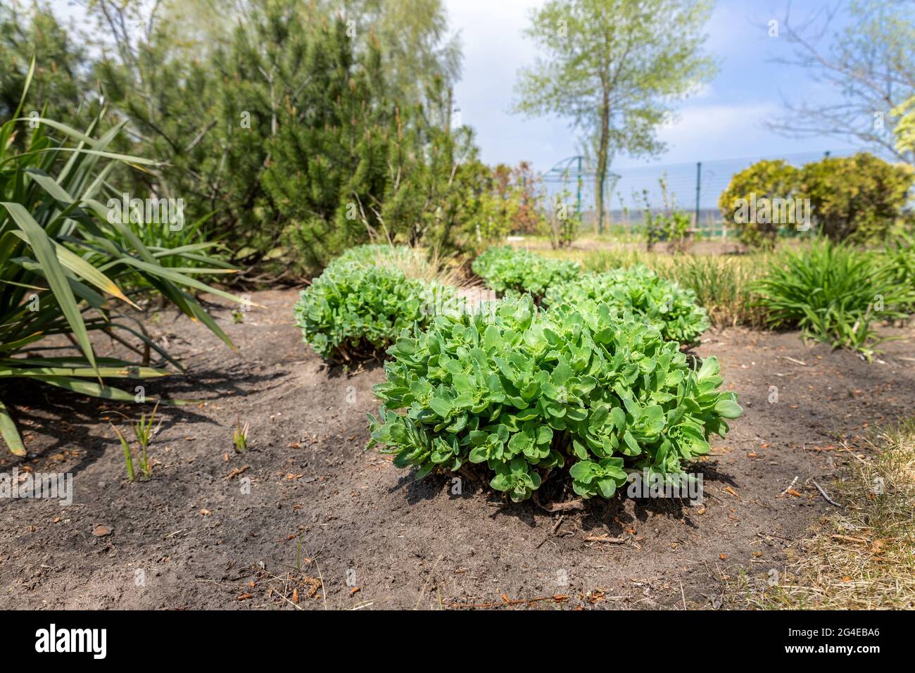 Beautilful ornamental garden with young green sedum spectabile, snowy stonecrop or ice plant Hylotelephium spectabile growing in flowerbed. Home Stock Photo