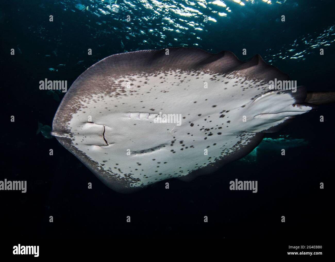 A shorttail stingray (Bathytoshia brevicaudata) from below with the water surface visible in the background Stock Photo