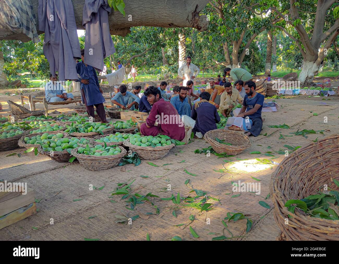 Mangifera Indica Mango National Fruit Of Pakistan Fruit Fruits And My