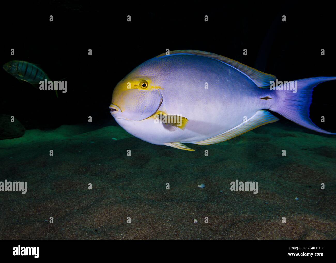 Closeup of a Surgeonfish side view, light blue body with yellow fins and face Stock Photo