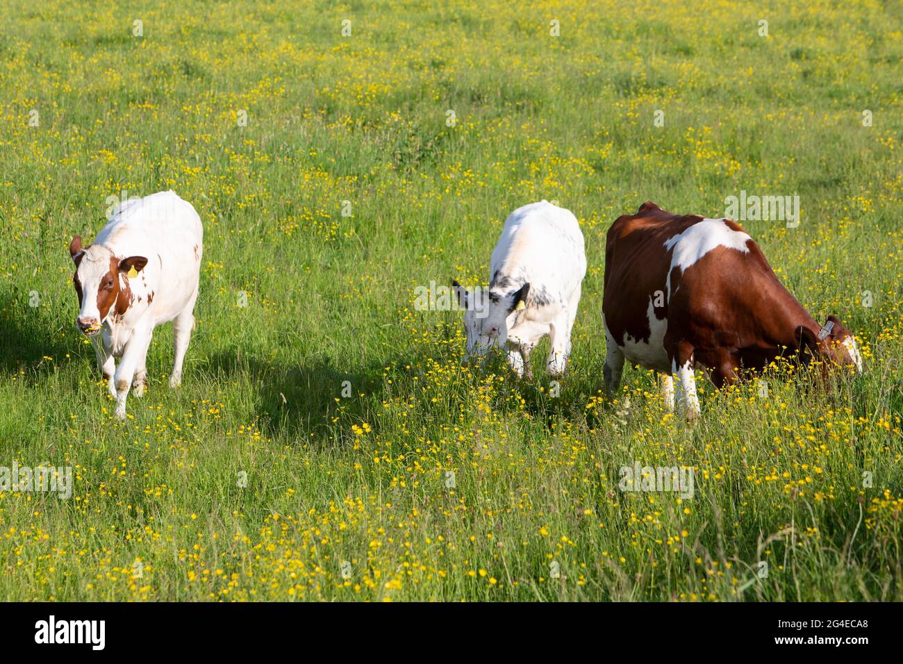 spotted cows in spring meadow with yellow flowers in the centre of the netherlands Stock Photo
