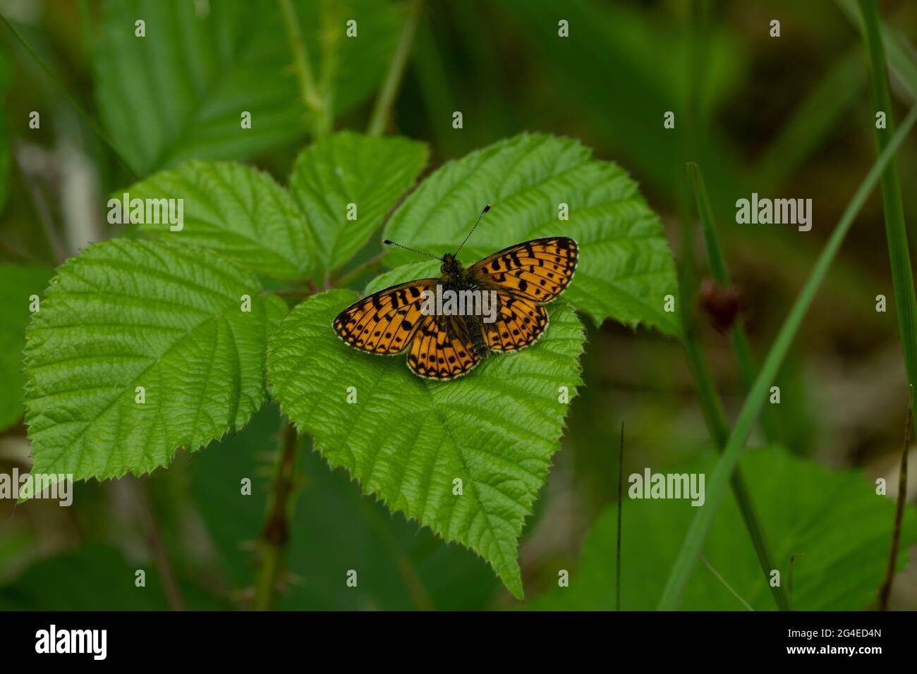 Small Pearl-bordered Fritillary (Boloria selene) resting in mixed vegetation, Mabie Forest, Dumfries, SW Scotland Stock Photo