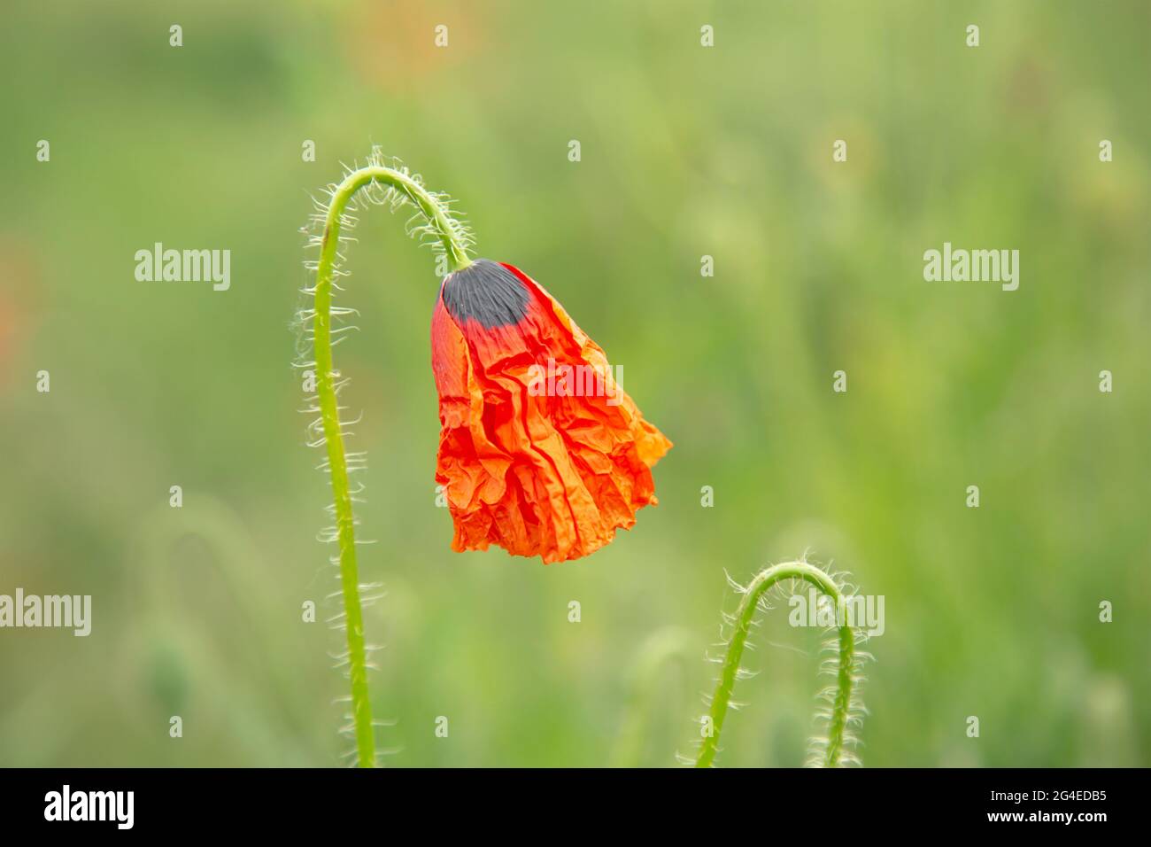 A single poppy flower blooms on the field. A red flower blooms in the meadow. One flower in a field. Stock Photo