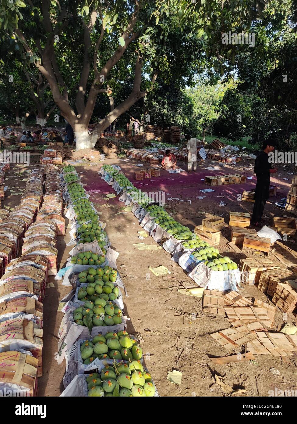 best mangoes in the word are from south punjab and sindh in pakistan A