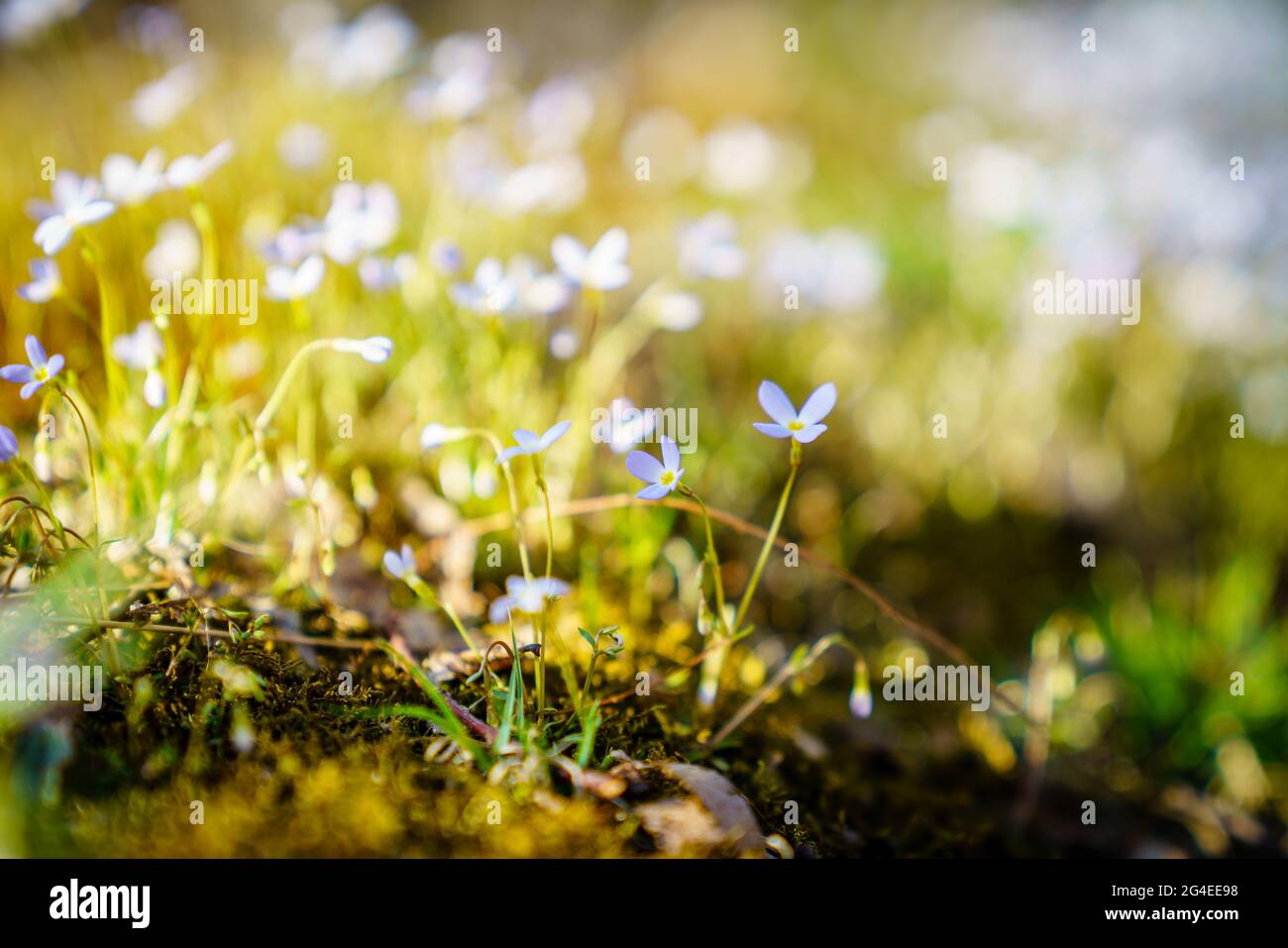 Creeping Bluet flowers in a forest in early spring in Central Kentucky Stock Photo