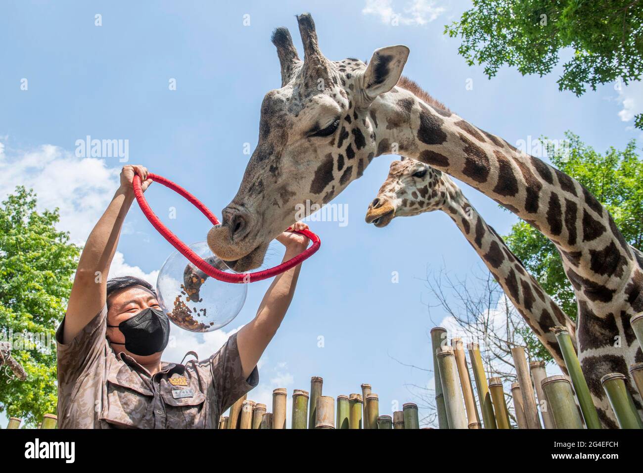 Everland Korea High Resolution Stock Photography And Images Alamy Everland Korea High Resolution Stock Photography And Images Alamy