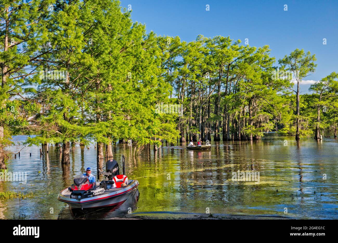 Piney woods region hires stock photography and images Alamy