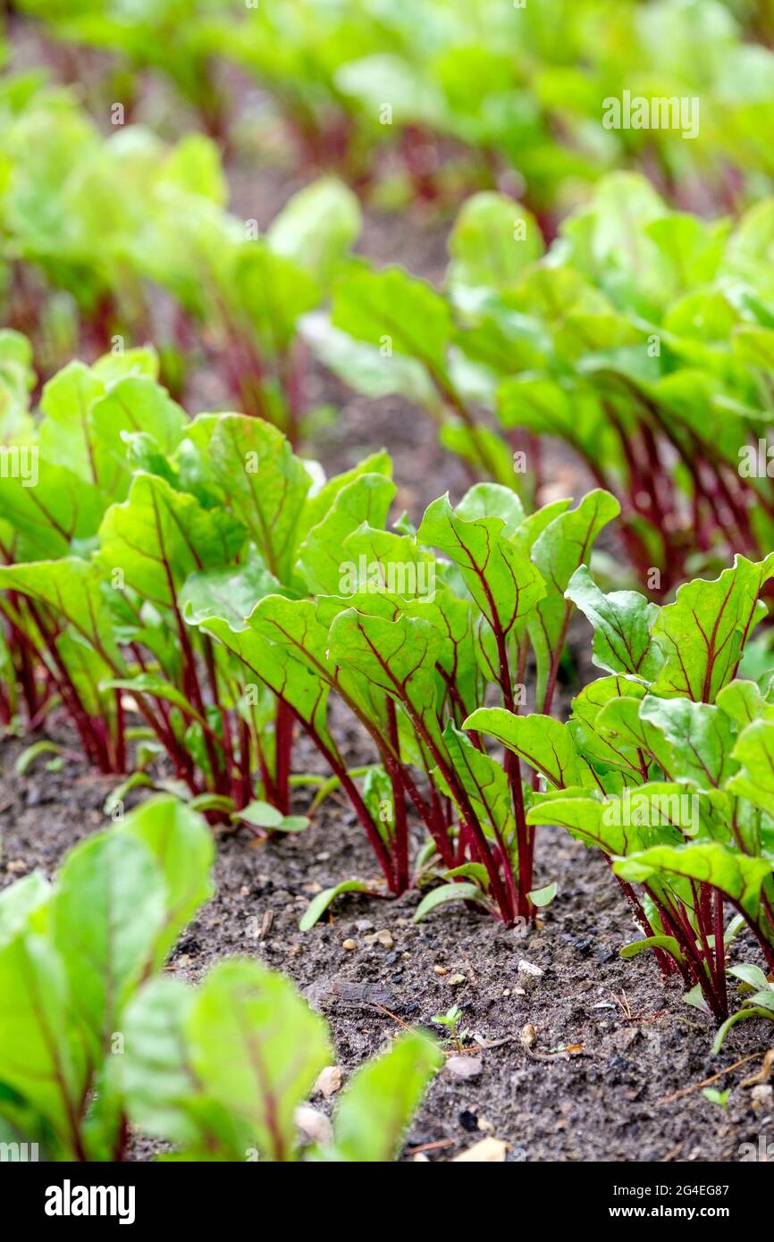 Rows of beetroot (Beta vulgaris) 'Cardeal' F1 globe seedlings growing in a bed Stock Photo
