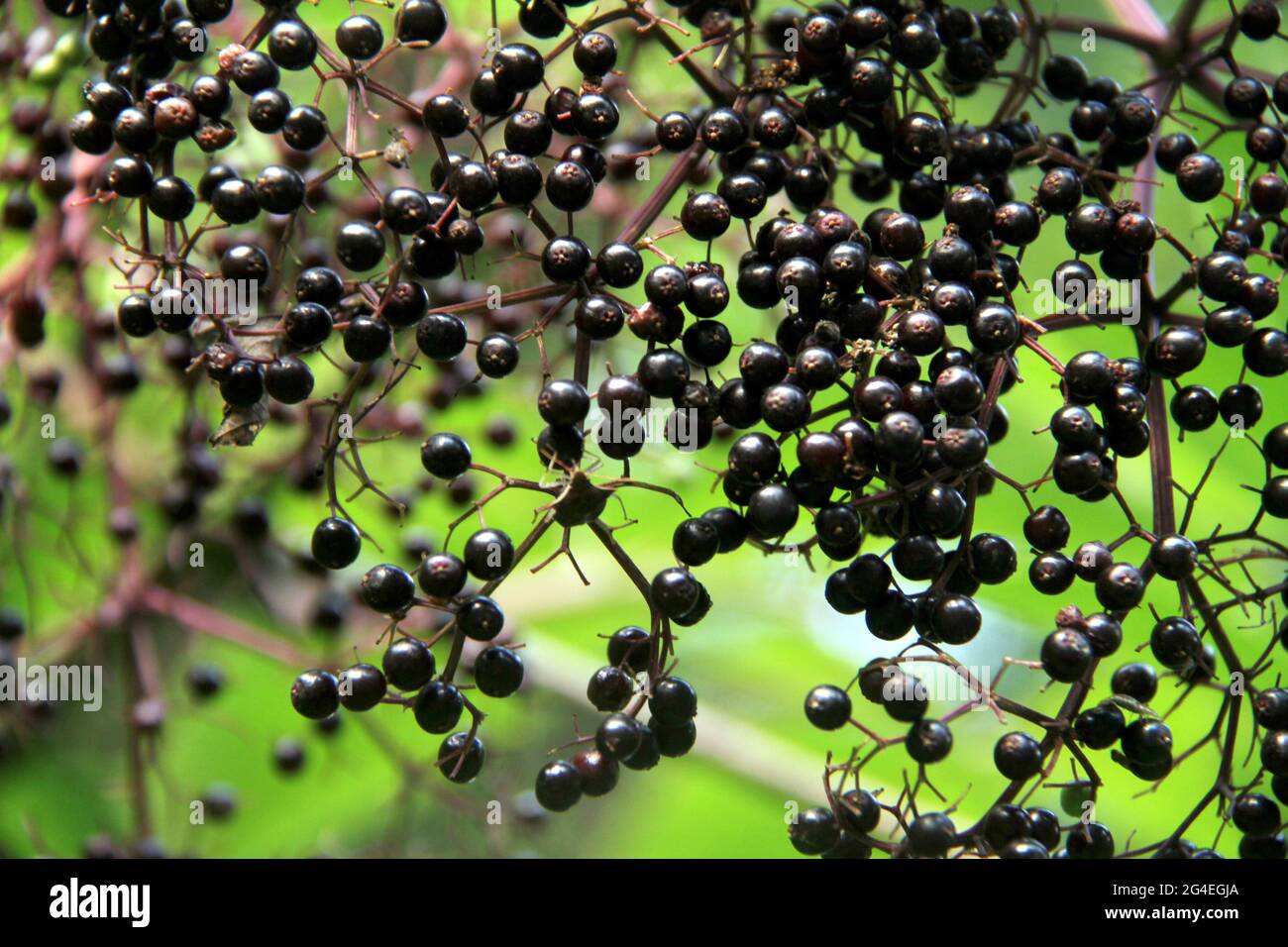 Toxic elder plant hires stock photography and images Alamy