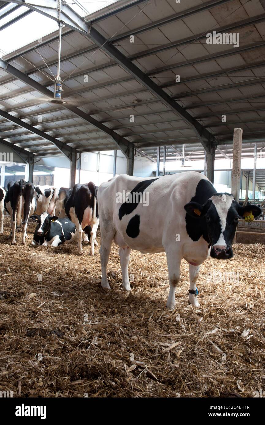 A vertical shot of a herd of cows on a farm Stock Photo - Alamy