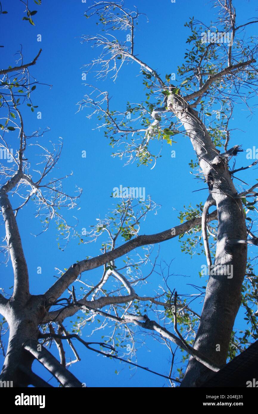 Large tree in springtime, seen against blue sky Stock Photo