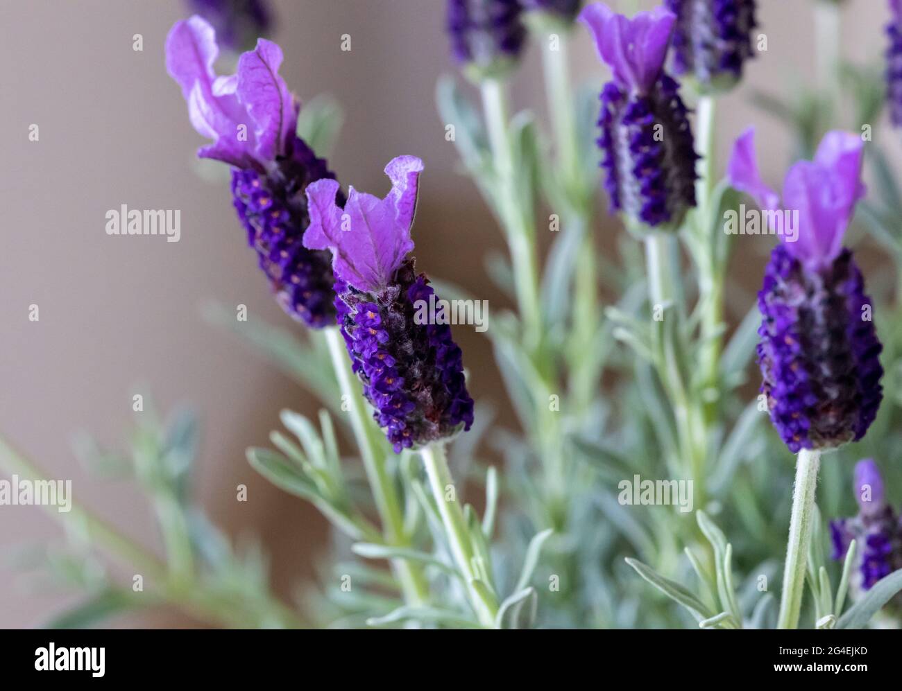 Butterfly lavender flowers in detail in Spring Stock Photo
