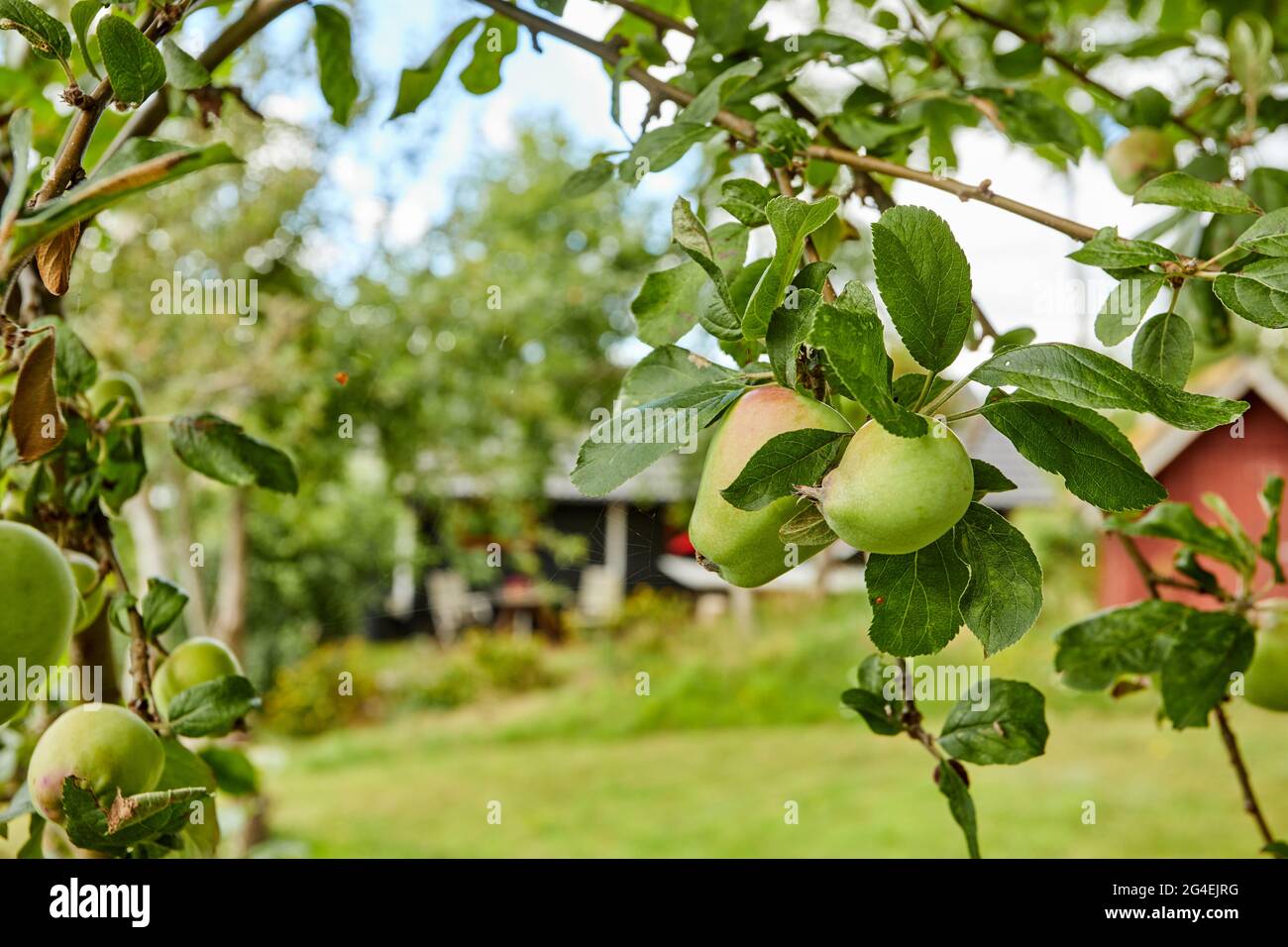 fresh apples in a apple tree in a garden Stock Photo - Alamy