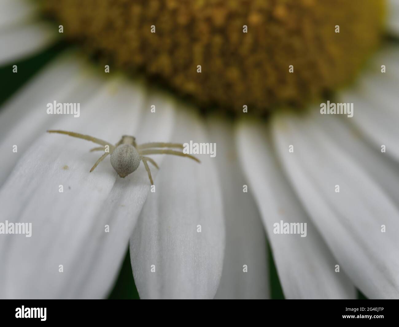 Chamolie hi-res stock photography and images - Alamy