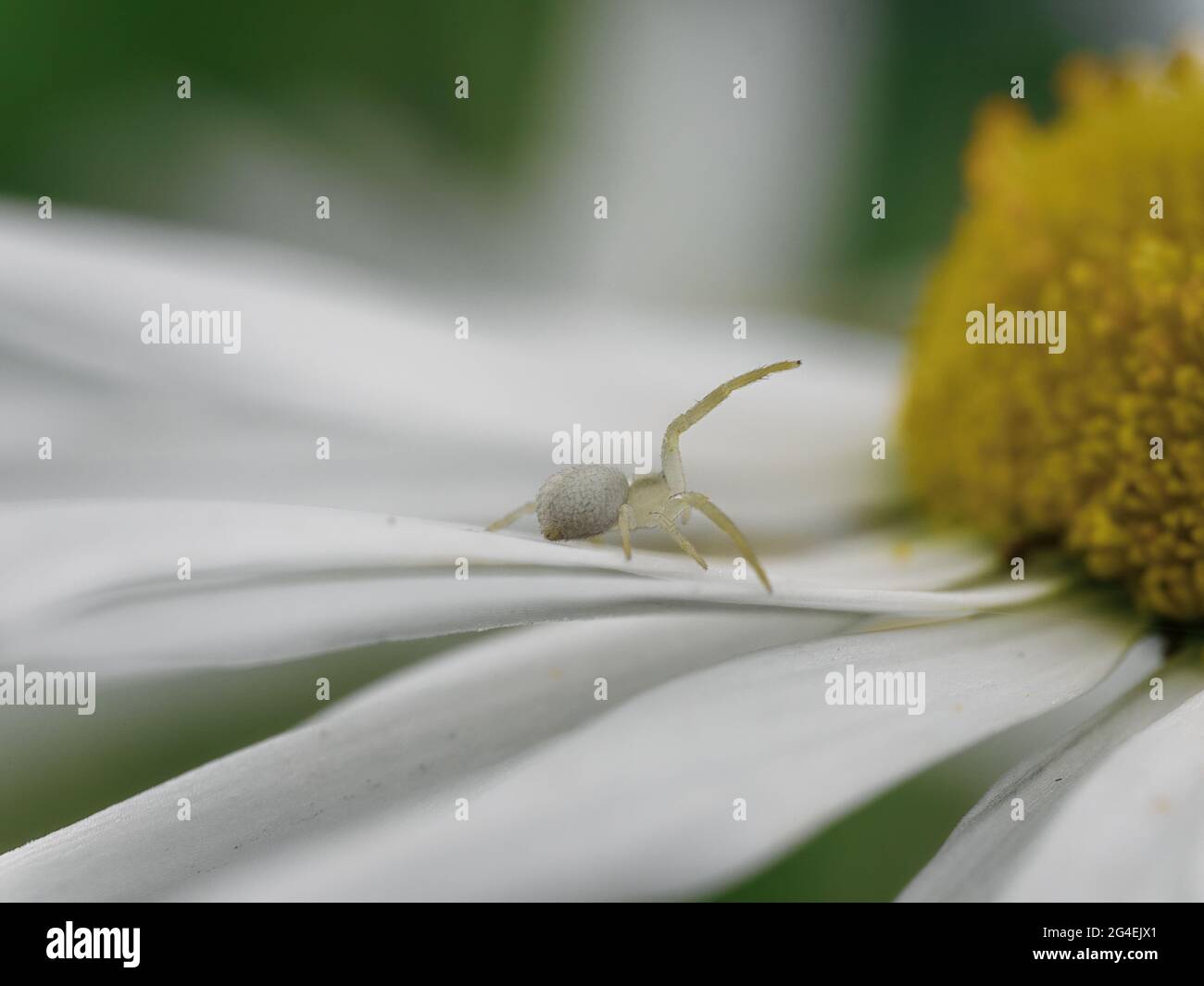 Selective focus shot of an insect on a white Chamomile flower Stock ...