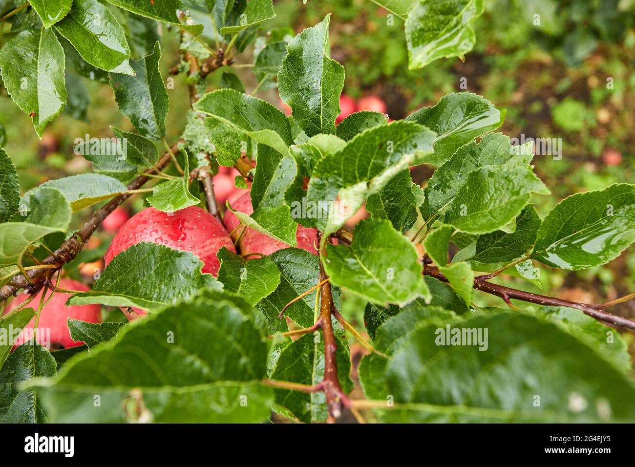fresh apples in a apple tree in a garden Stock Photo - Alamy