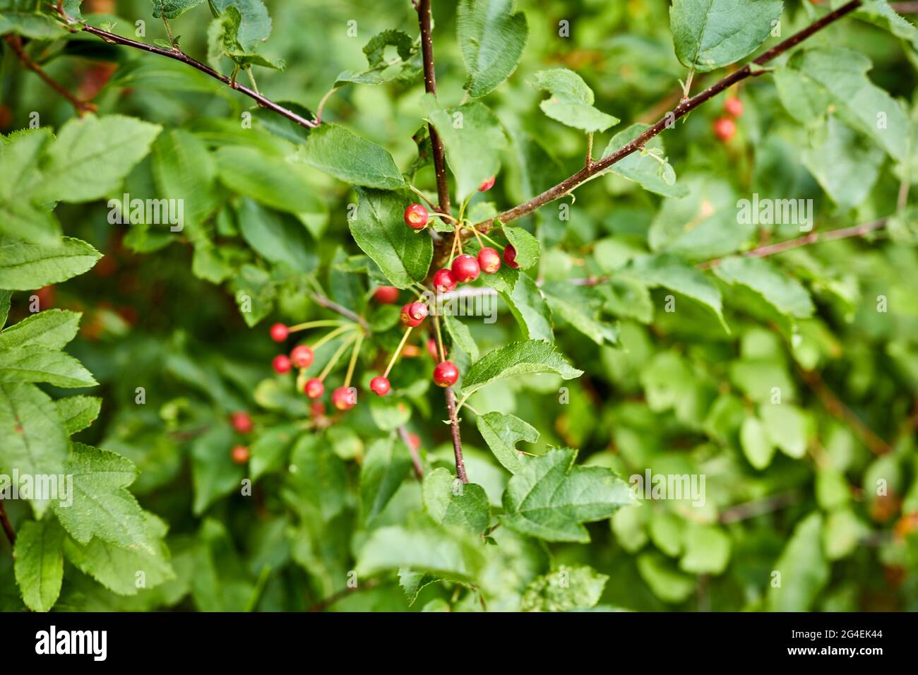 privet berries growing from a tree in a garden Stock Photo - Alamy