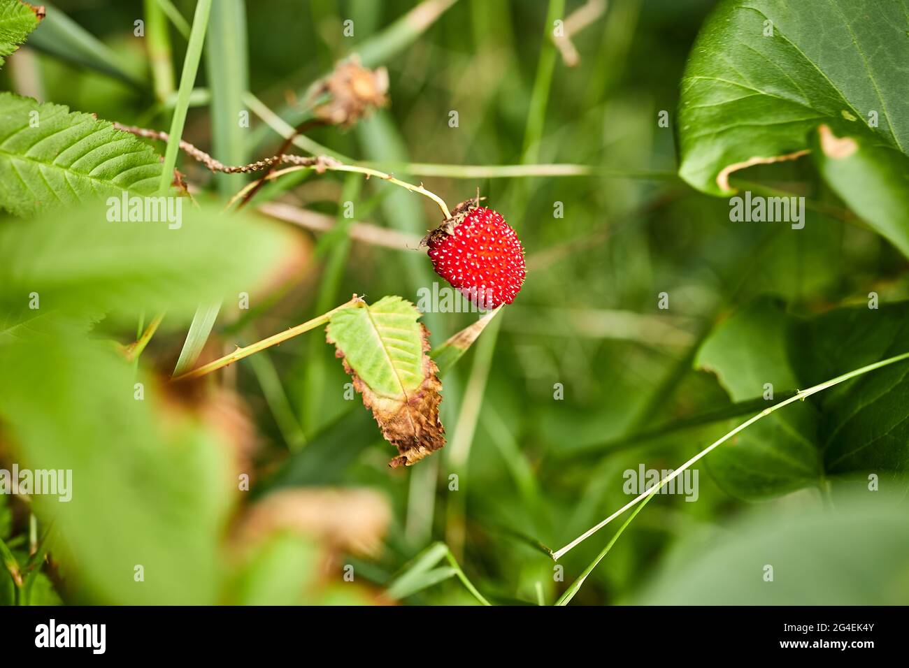 a red fresh raspberry growing in a field Stock Photo Alamy