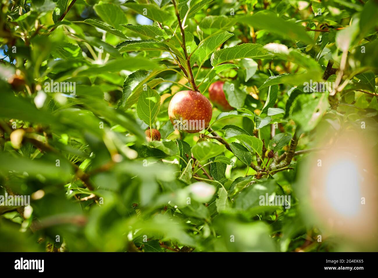 Apple tree in a garden hi-res stock photography and images - Alamy